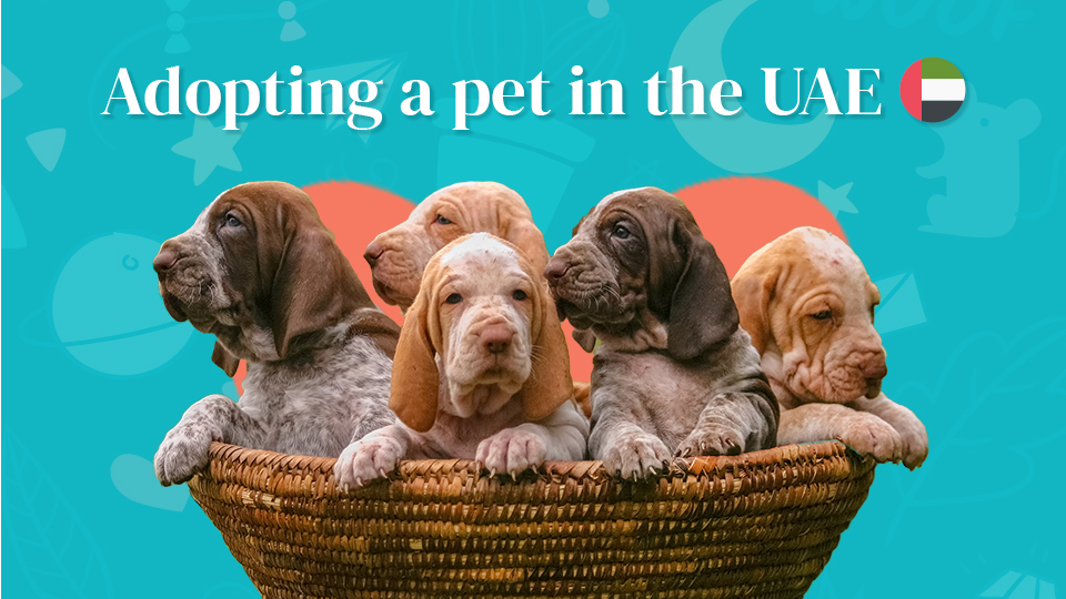 Adopting a Pet in the UAE Things You Need to Consider in 2022 Al